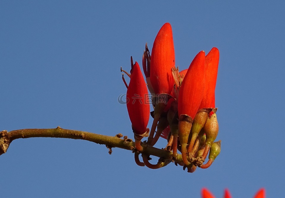 花,刺桐,印度珊瑚treee