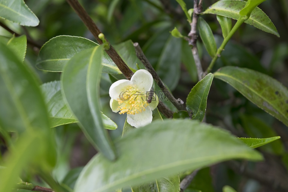 茶花,茶樹,茶花蜜蜂高清圖庫素材免費下載(圖片編號:6687497)-六圖網