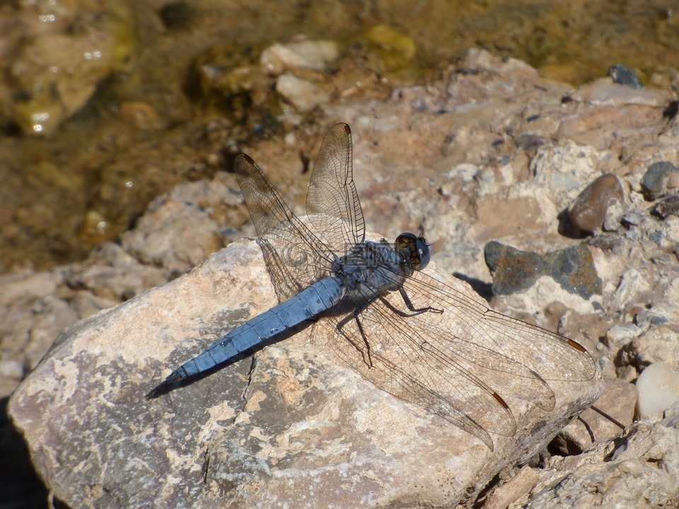 蓝蜻蜓,岩,飞虫