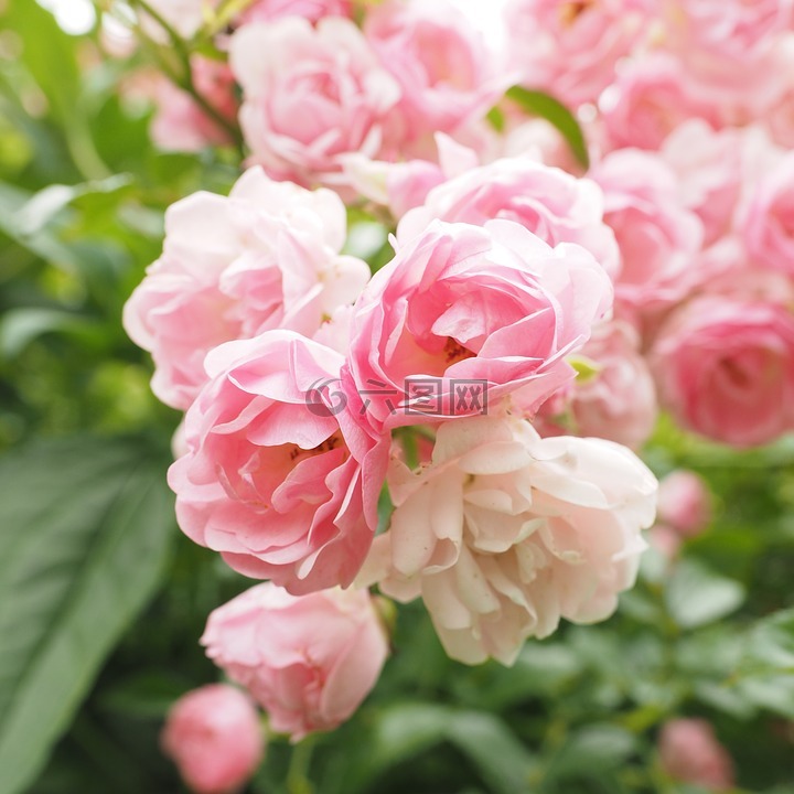 玫瑰,粉红色,浅粉色蔷薇