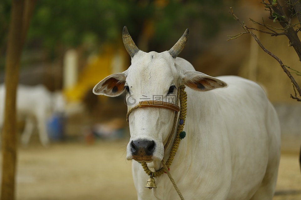 印度牛,牛印度,印度