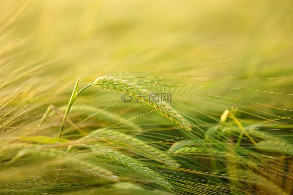 大麦,getreideanbau,大麦栽培