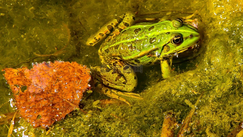 青蛙,绿色的小青蛙,动物