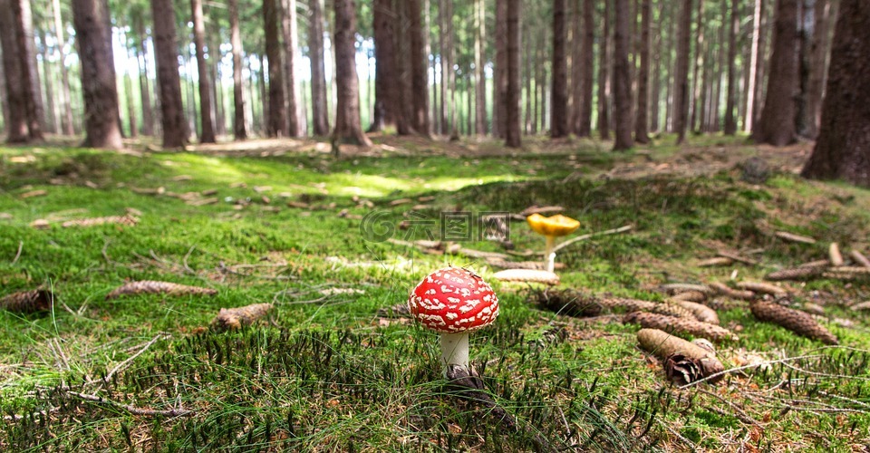 飞木耳,蘑菇,森林