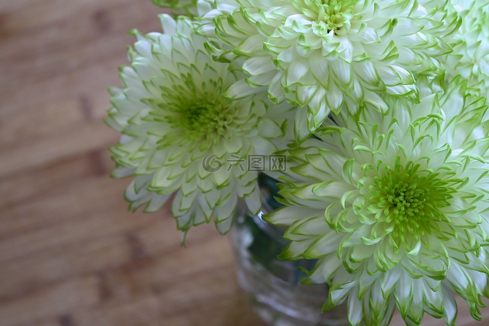 鲜花,白,绿色