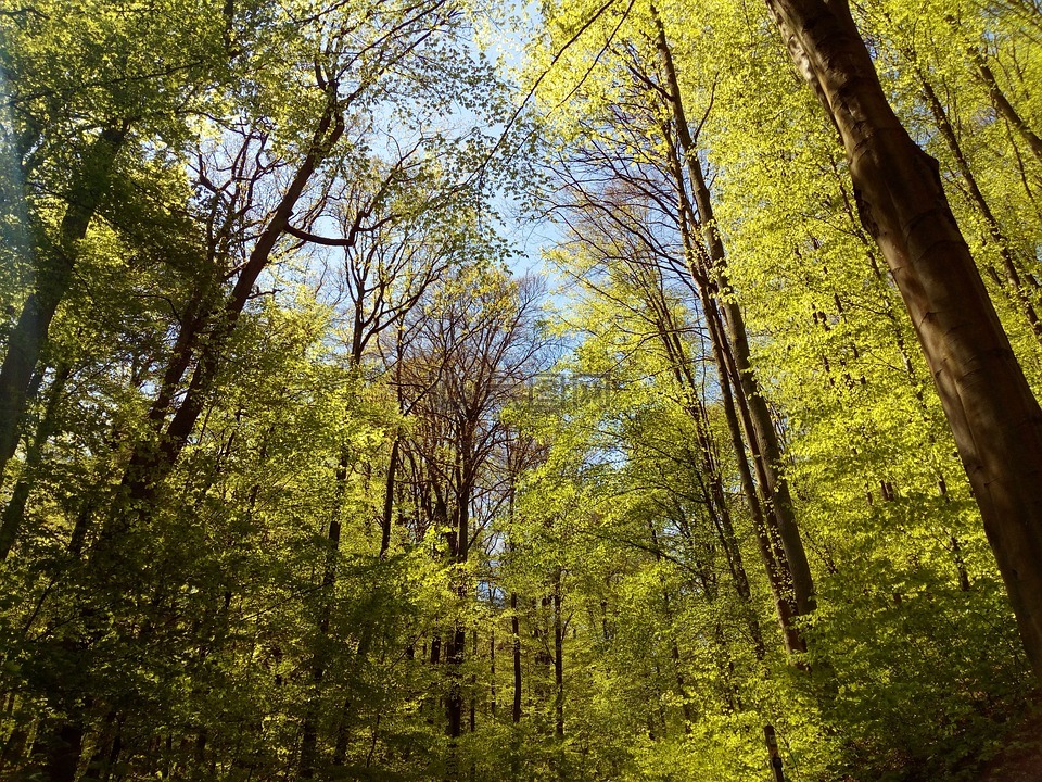 森林,巴伐利亚,树木
