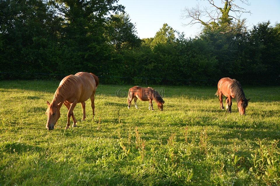 马,牛群,草原