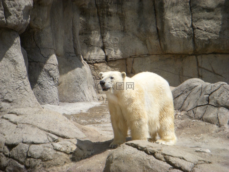 白熊,熊,动物园里的动物