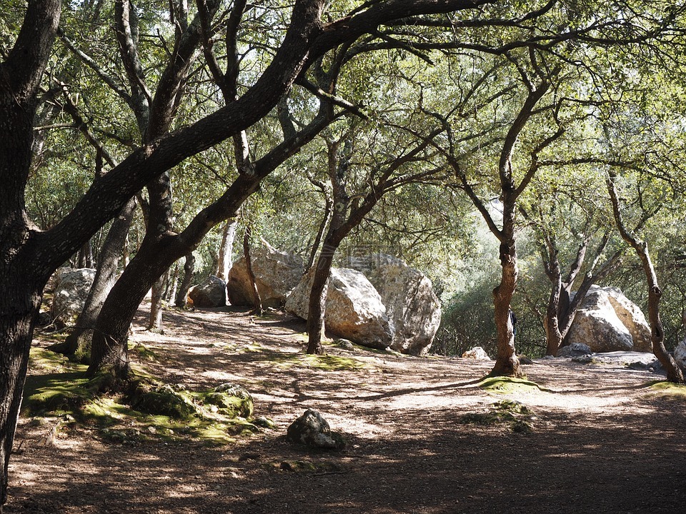 橡树林,树木,石橡木