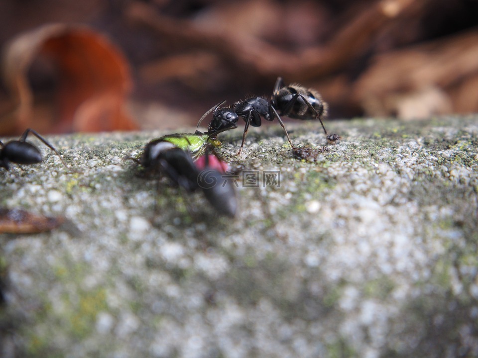 蚂蚁,吃,昆虫