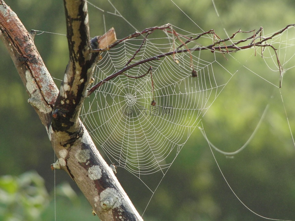 蜘蛛网,树,分支机构