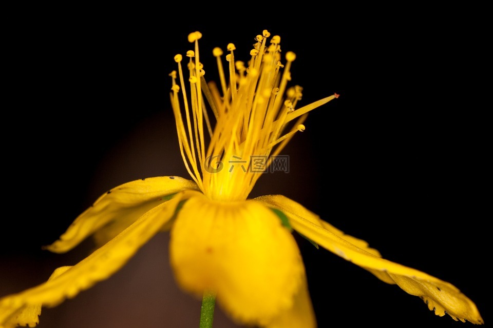 雌蕊,花,黄色