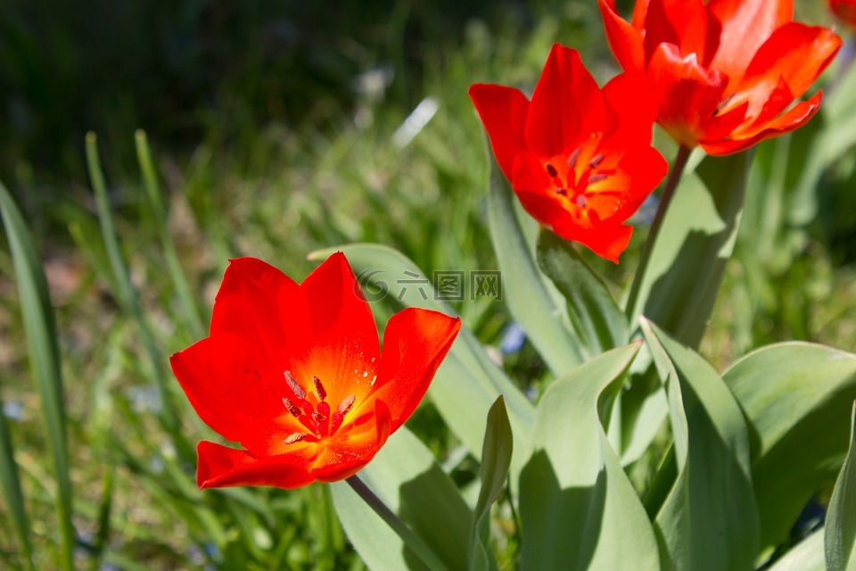 早布卢默,朵红色的花,春天