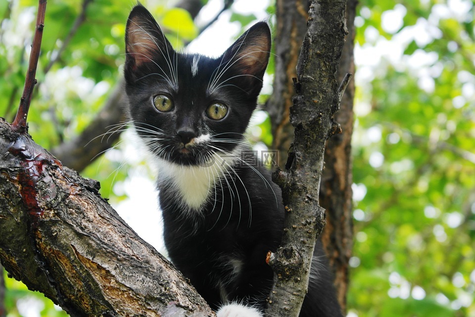 黑色小猫,可爱,纵向