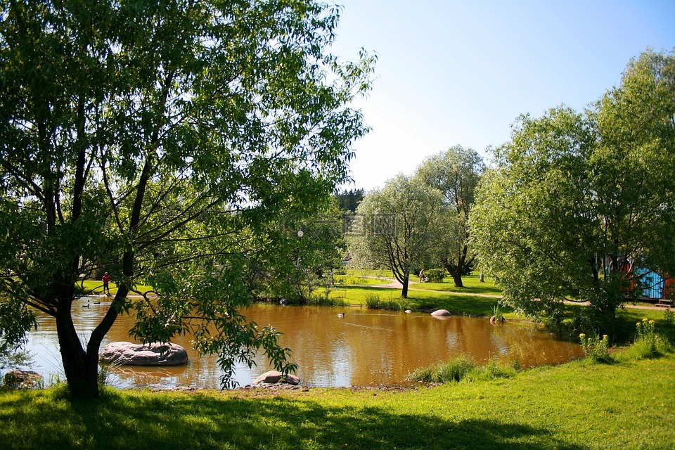 夏天,景觀,公園