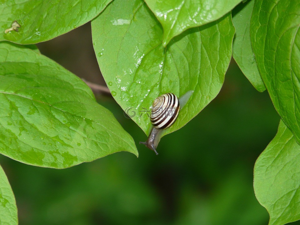 蜗牛,叶,露水