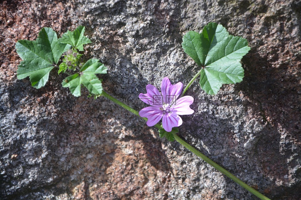 花的藤蔓,紫色的小花,绿色的树叶