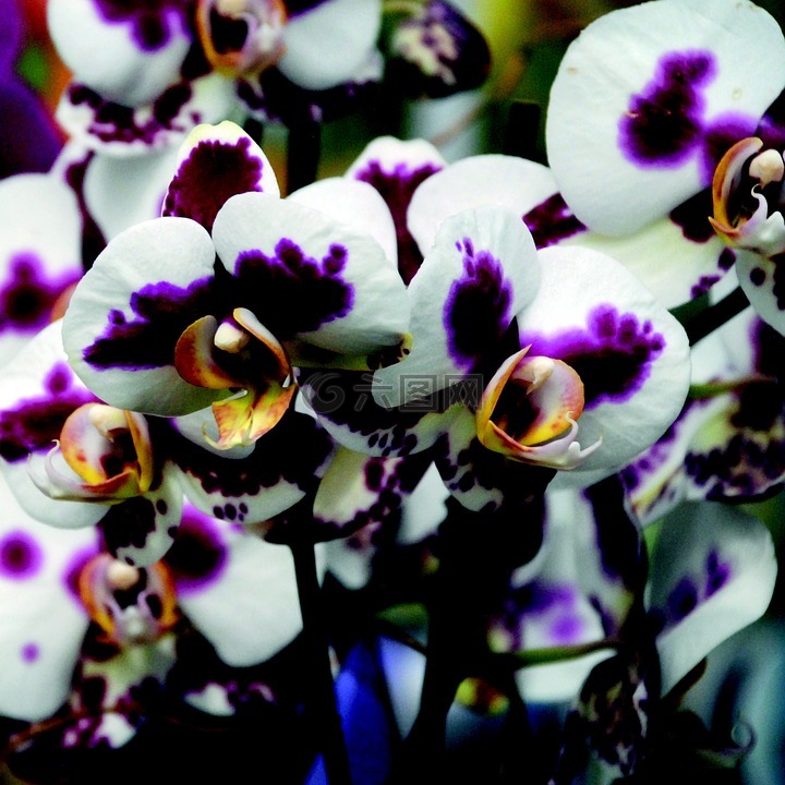 兰花,紫,白