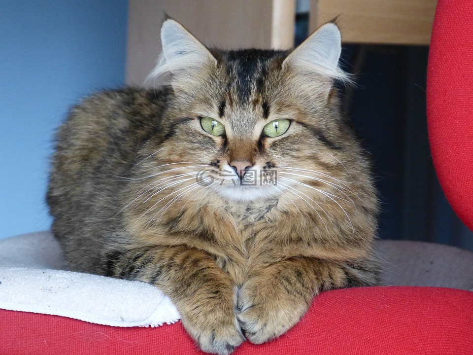 猫,动物,紧张的神色