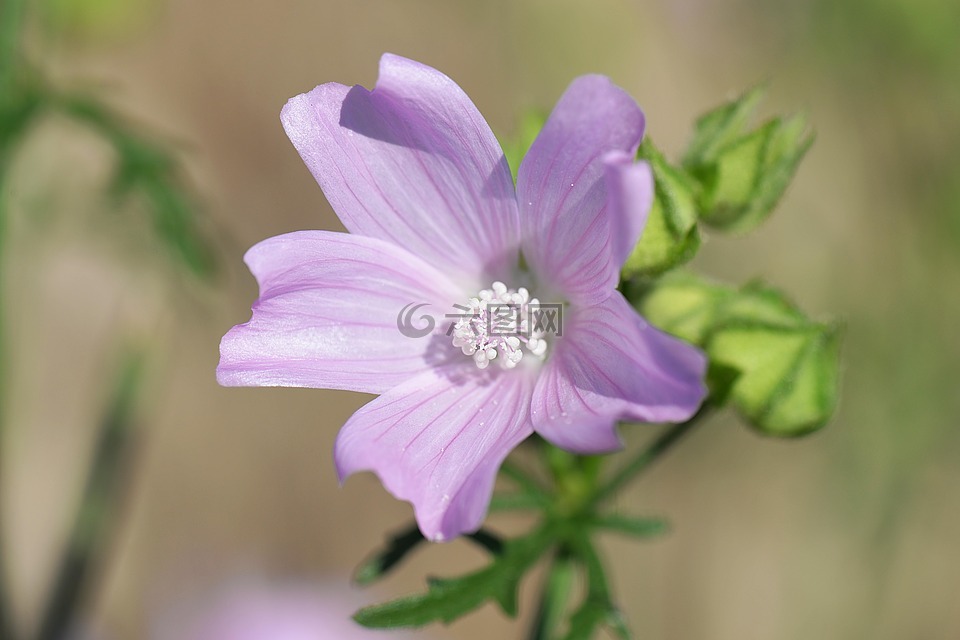 锦葵,上涨锦葵,野花