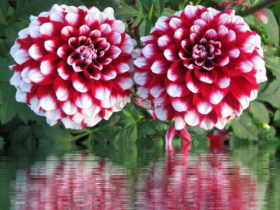 大丽花,夏末,秋季