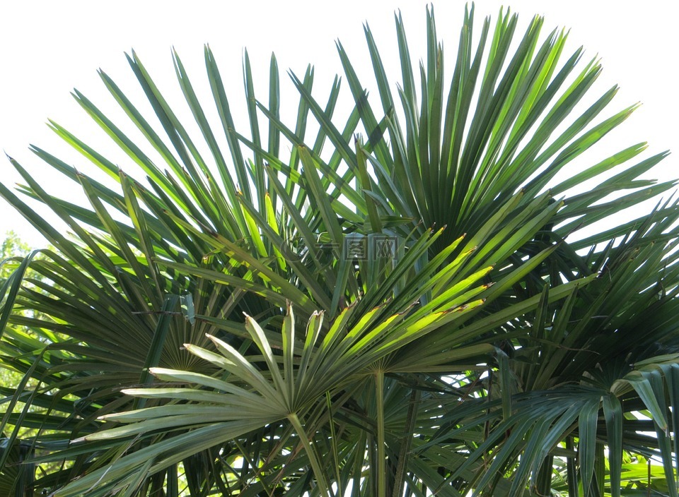 扇形棕榈,棕榈,叶