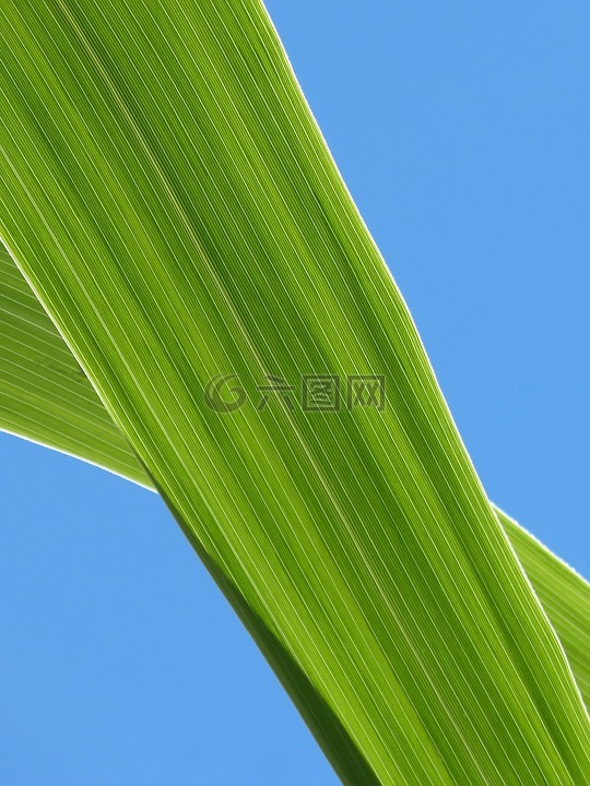叶,美国甘蔗,植物纹理