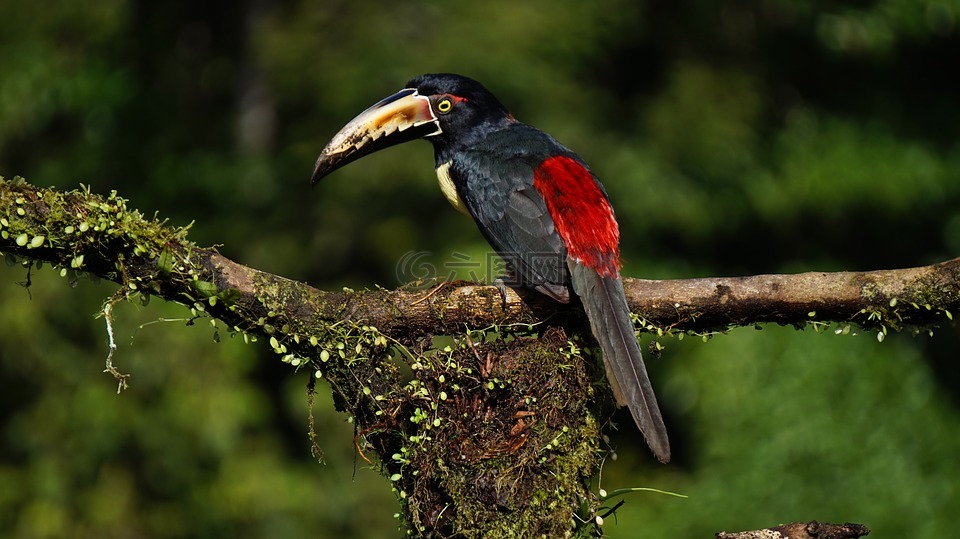 羽衣甘蓝 araceri,鸟,哥斯达黎加