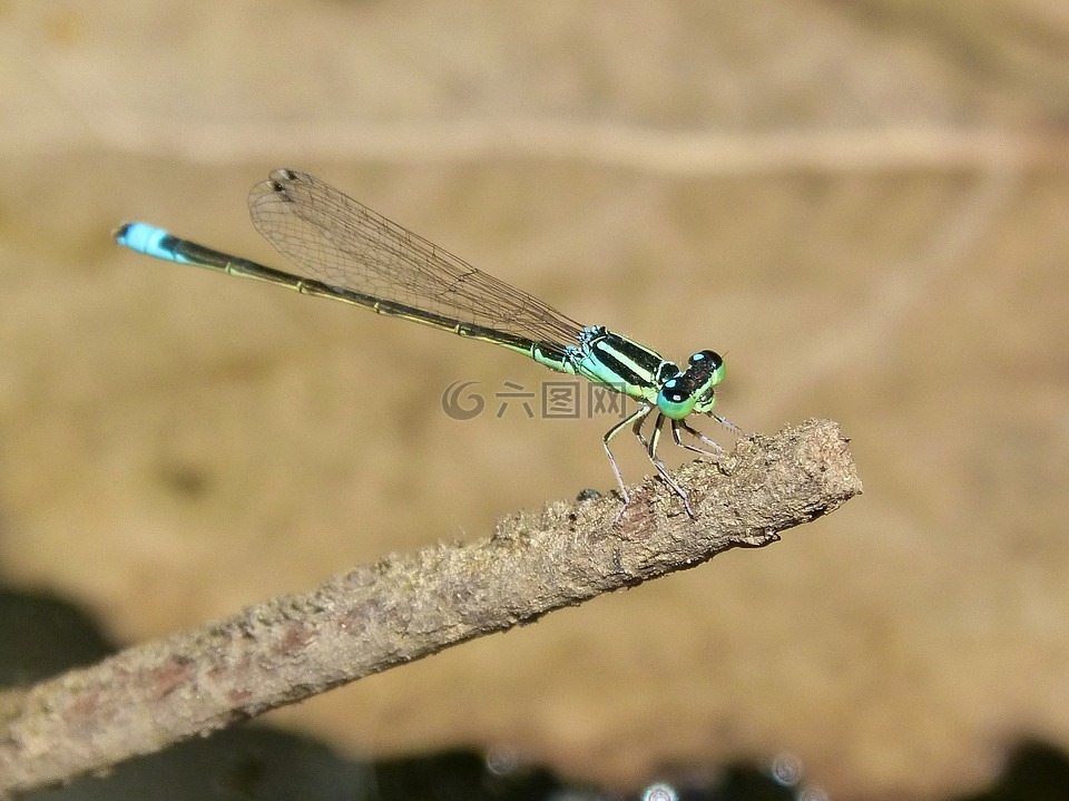 蜻蜓,绿色和蓝色,河