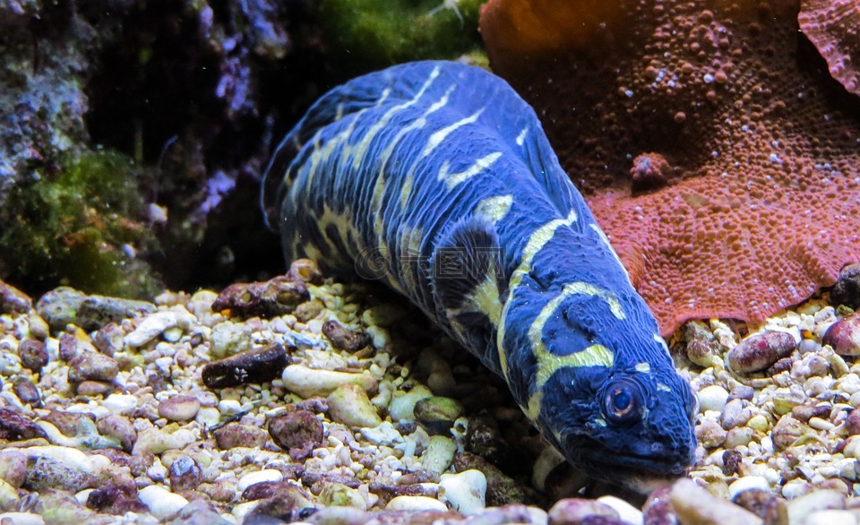 鳗鱼,海洋动物,蓝色