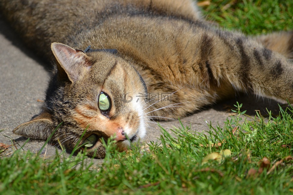 猫,草,在草地上