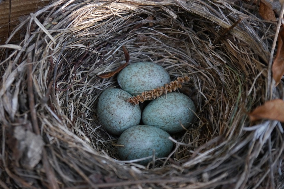 鸟巢,蛋,鸟蛋