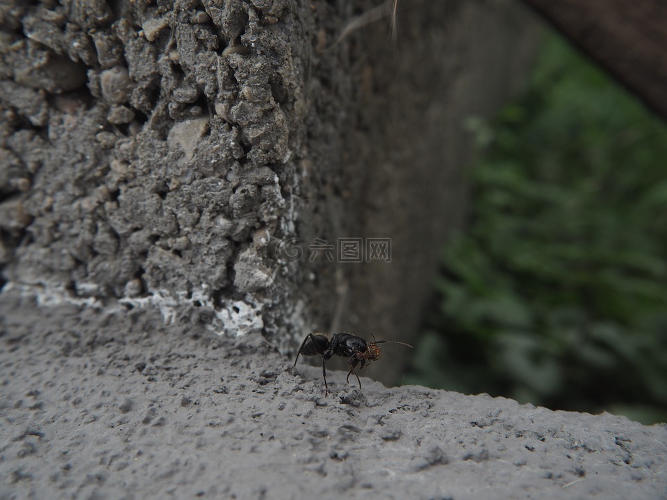 蚂蚁,昆虫,红蚂蚁