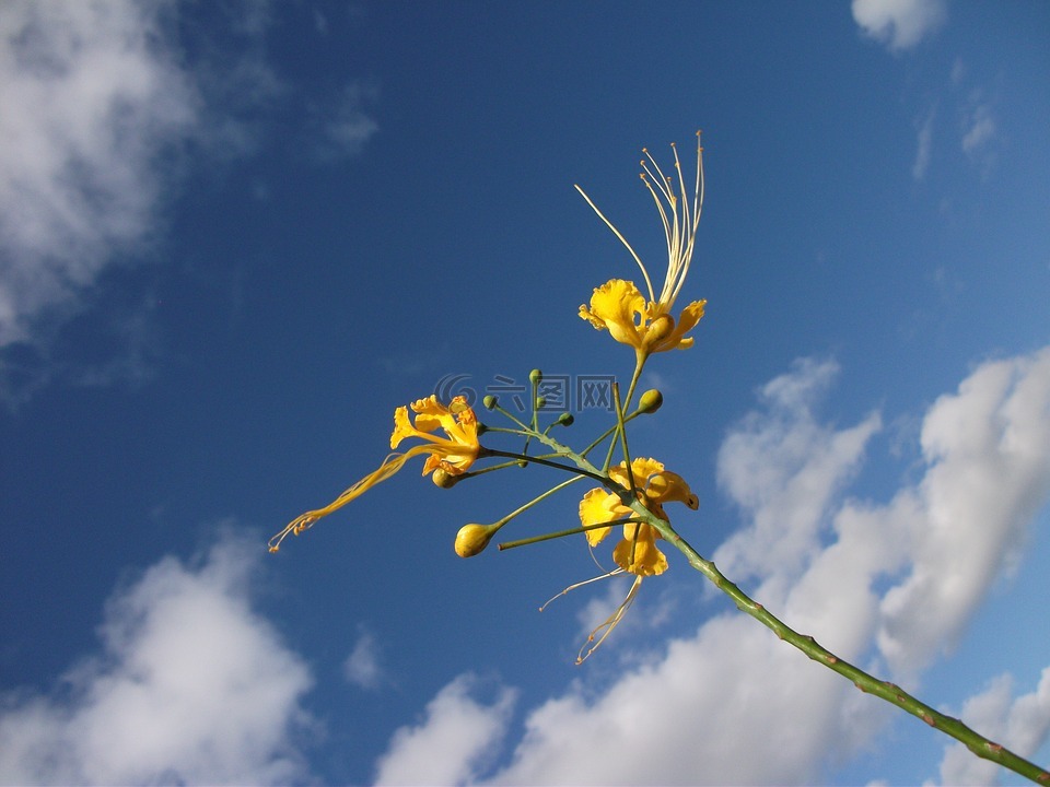 黄色花,花卉,天空