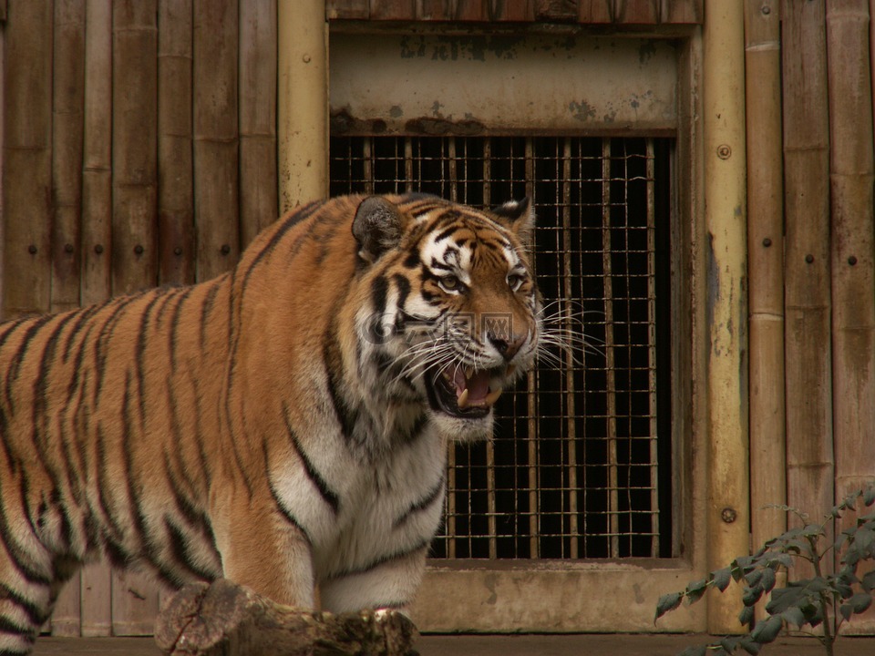 老虎,野生,野生动物园