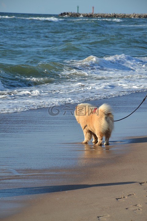 小狗,松狮犬,步行