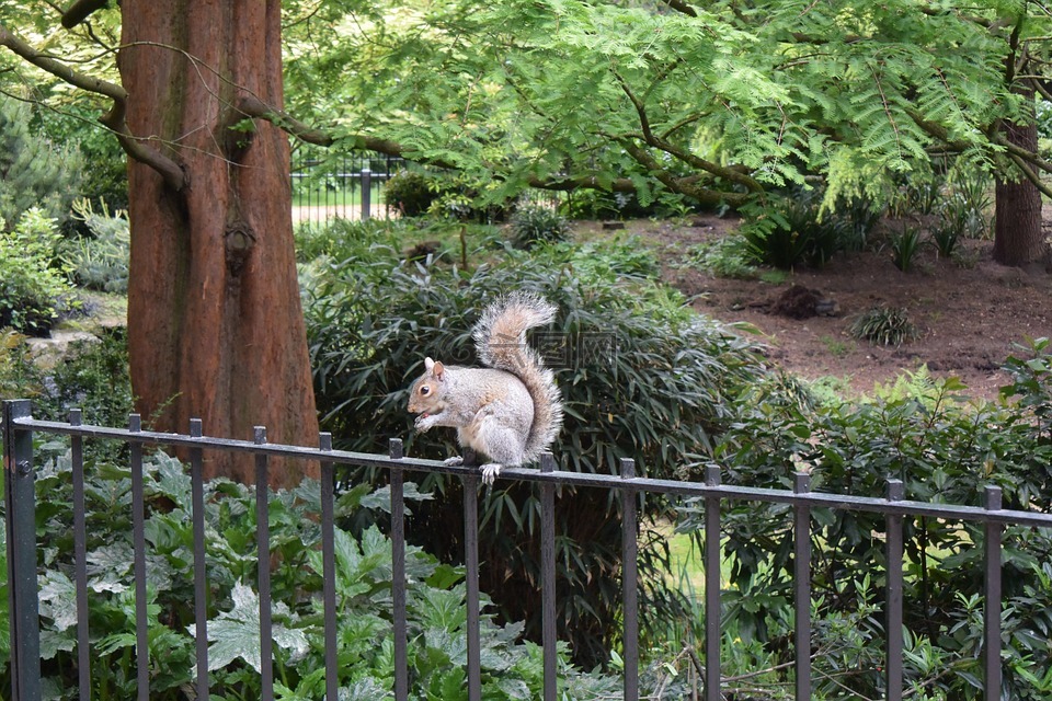 松鼠,海德公园,伦敦