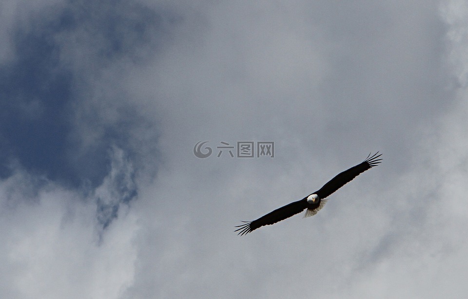 秃头鹰,飞行,天空