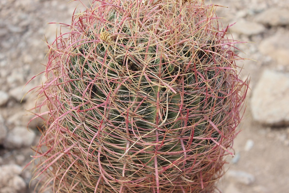 仙人掌,植物,沙漠