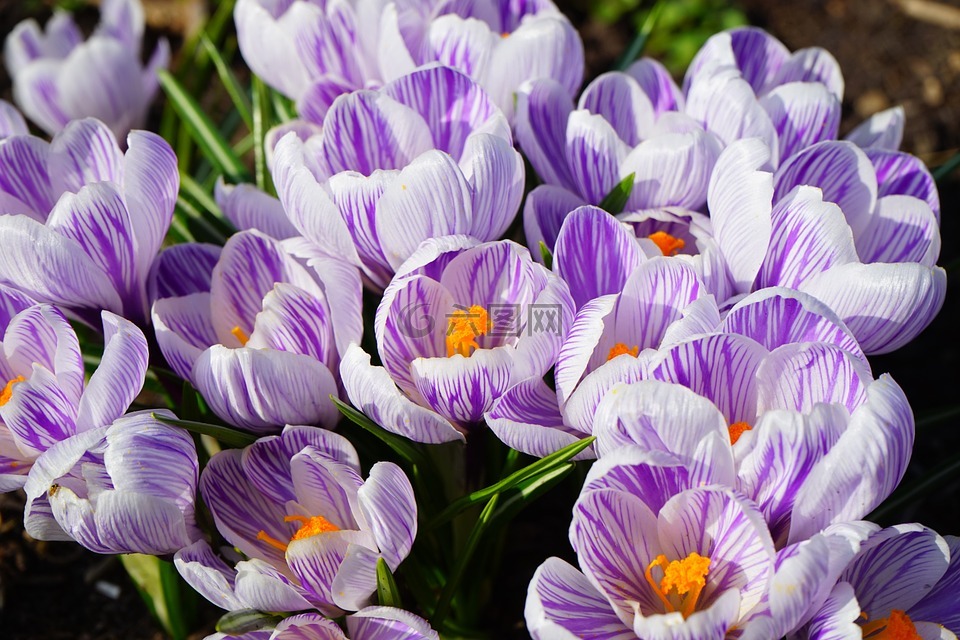 藏红花,紫,白
