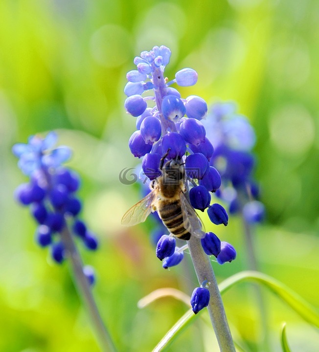 昆虫,自制蜂,蓝色的花