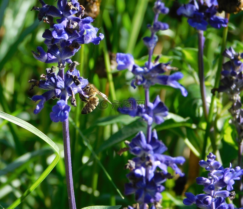 蜜蜂,收集花粉,收集花蜜