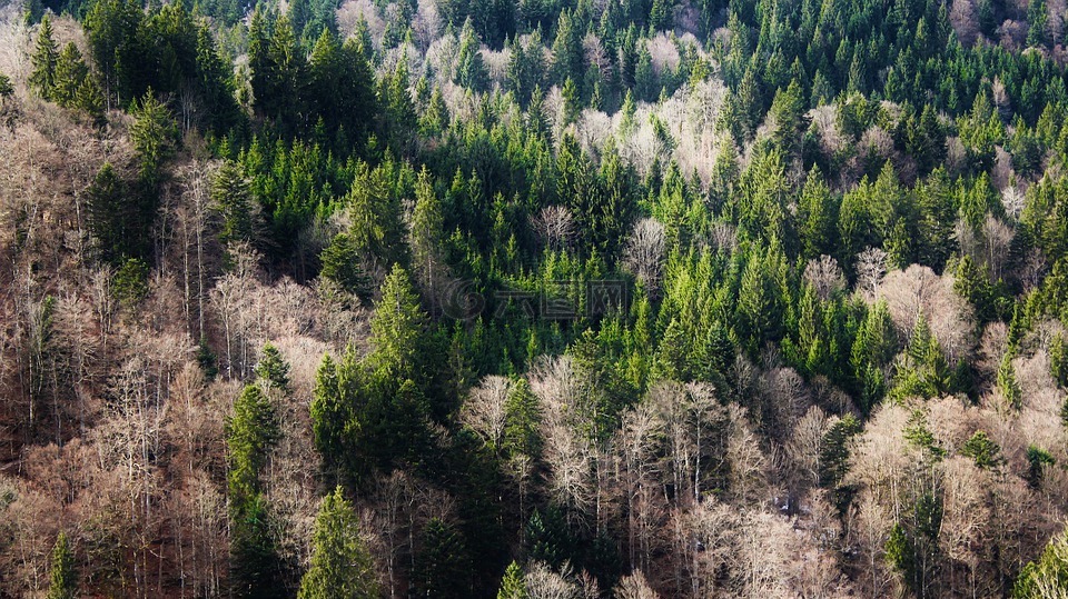 树木,森林,巴伐利亚森林