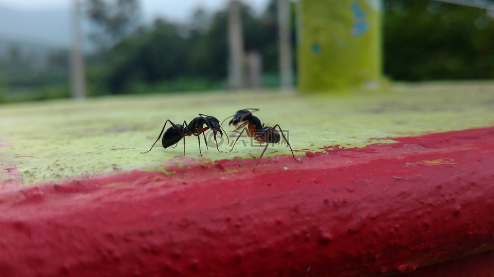 蚂蚁,聊天,谈话