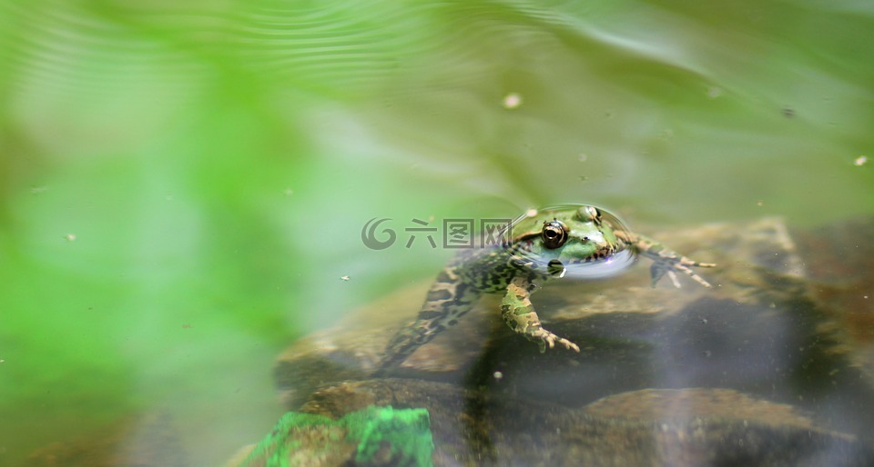 青蛙,绿色,湖