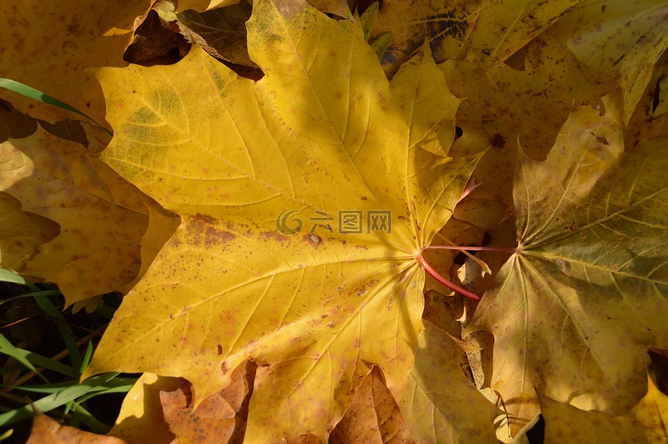 秋,叶,克隆