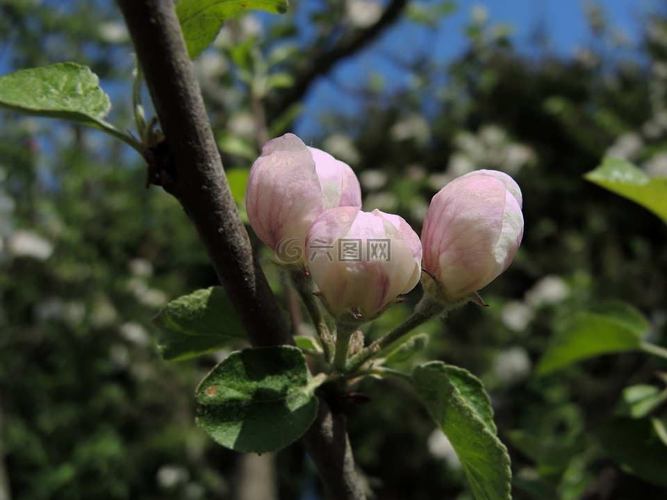 花,苹果树,芽