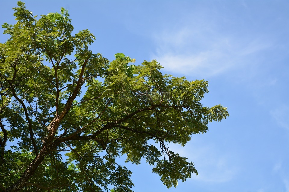 瓯江口绿地天空树图片