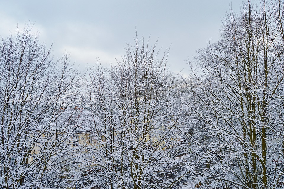 雪,树木,降雪