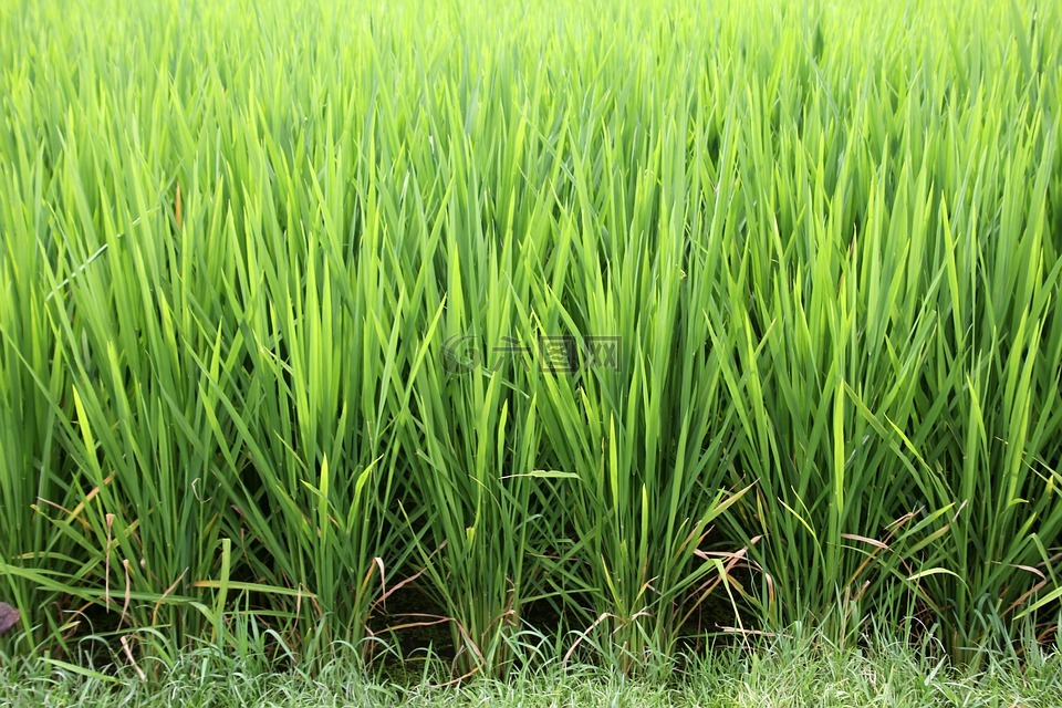 草,水稻,水稻种植